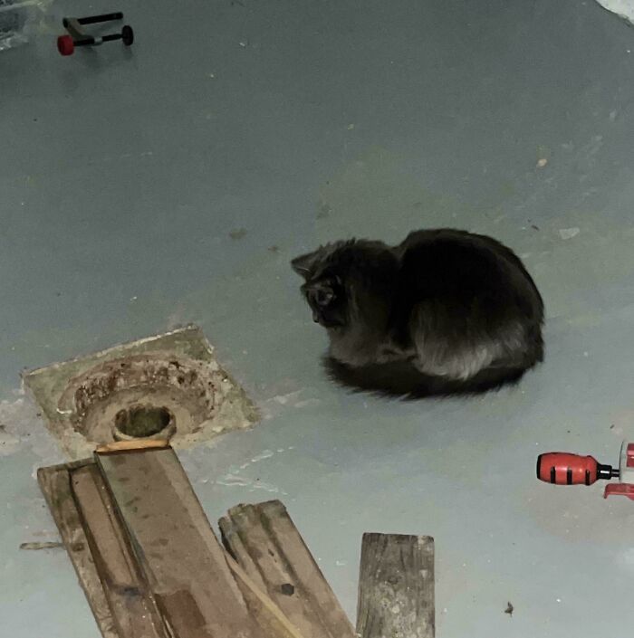 My Cat’s Basement Staring Contest With the Sewer Drain: 4th Time’s The Spookiest