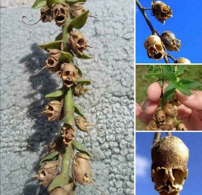 The Terrifying ‘Snapdragon’—Looks Like a Monster Plant!