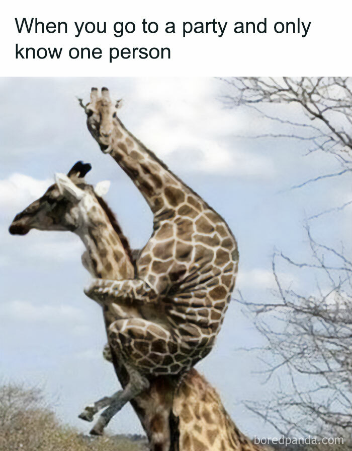 These 40-ish Memes Are Basically The Introvert's Survival Guide