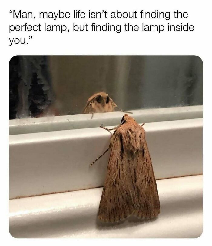 These 40-ish Memes Are Basically The Introvert's Survival Guide