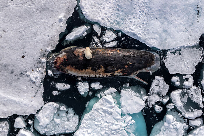 Polar Bear Munches on a Whale—Cool or Creepy?