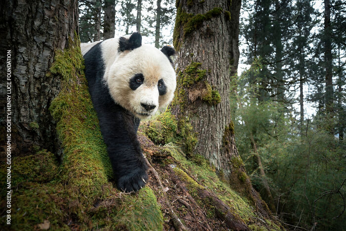 Spotting a Wild Panda—Rarity Level: Expert