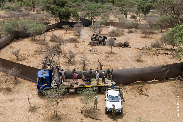 Zimbabwe’s Controversial Elephant Cull