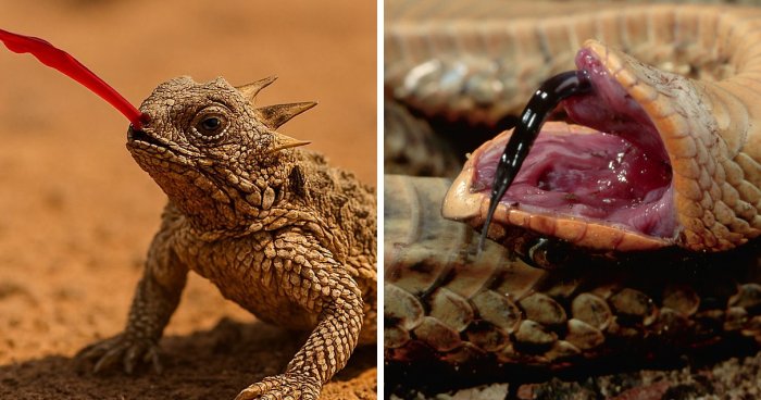 15 Crazy Animal Freak-Outs That You Have to See to Believe