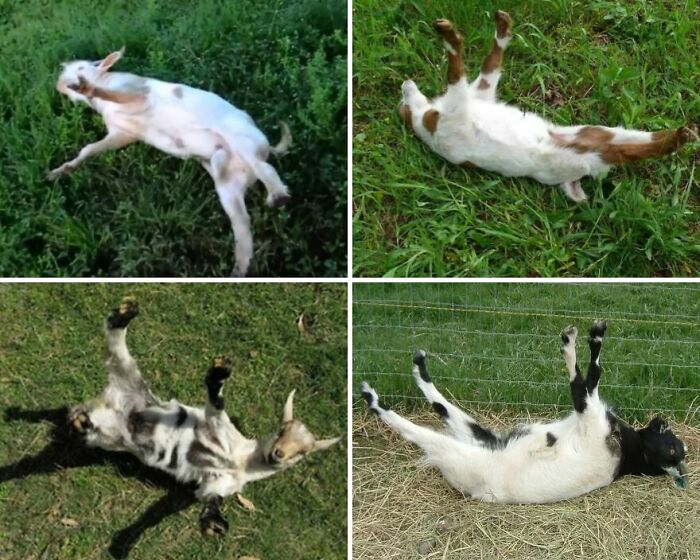 Goats That 'Faint' (But Really Don’t)