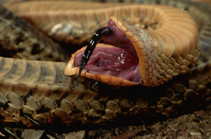 Snake Drama Queens: Hognose Snakes