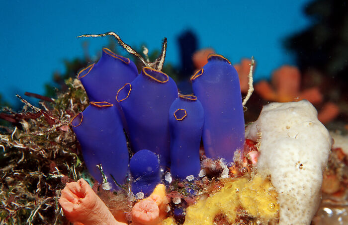 Sea Squirts That Sacrifice Their Stomach