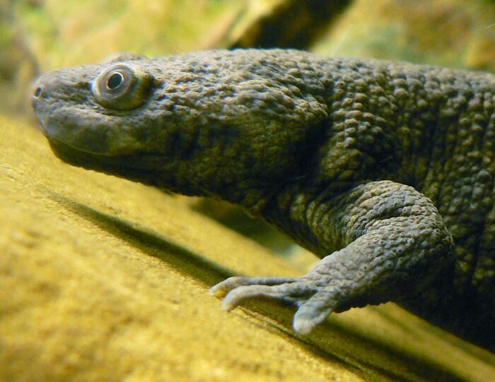Spanish Ribbed Newt’s Pointy Surprise