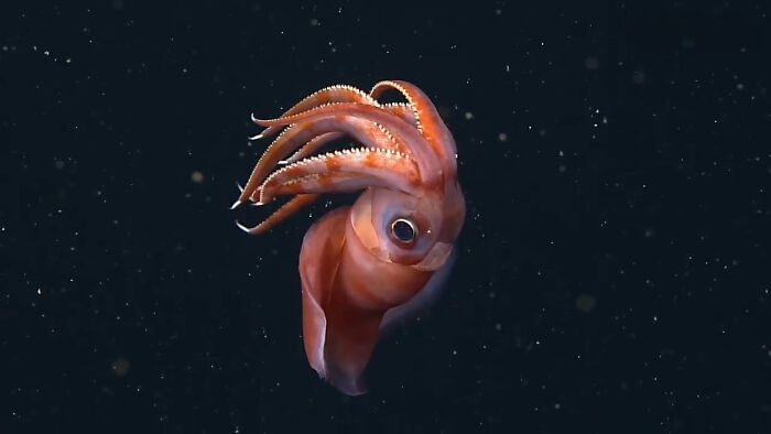 Squid That Chiefs Its Own Arms