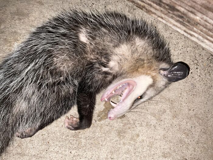 Opossums Playing Dead Like Pros