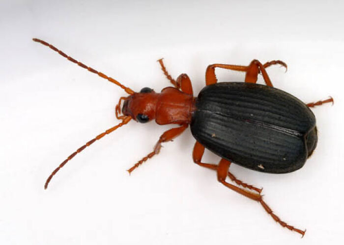 Bombardier Beetles: Tiny Chemical Warriors