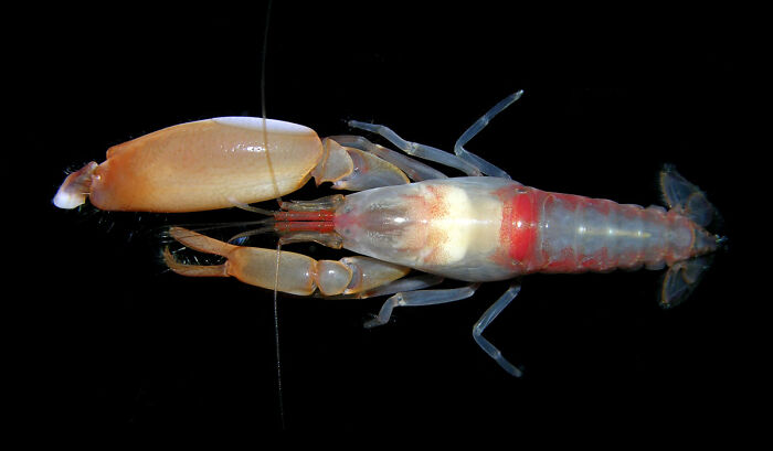 Pistol Shrimp’s Thunderclap
