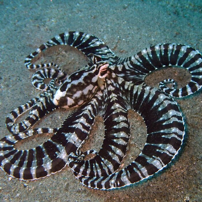 Mimic Octopus’s Shape-Shifting Spree