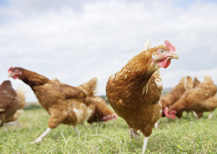 Chickens: More Than Just Scaredy Birds
