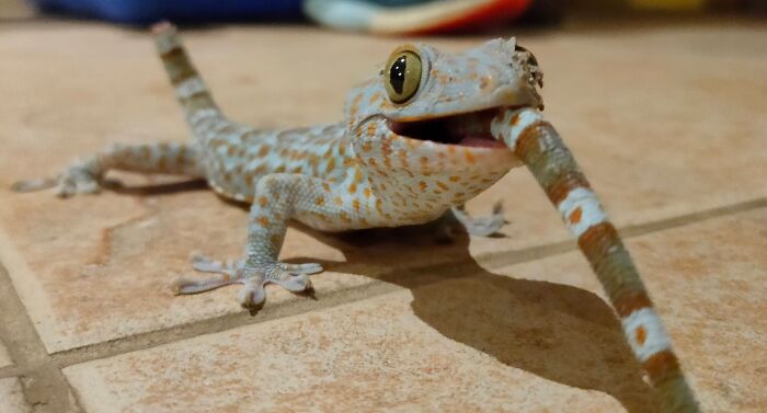 Tokay Gecko: Tail Drop Ninja