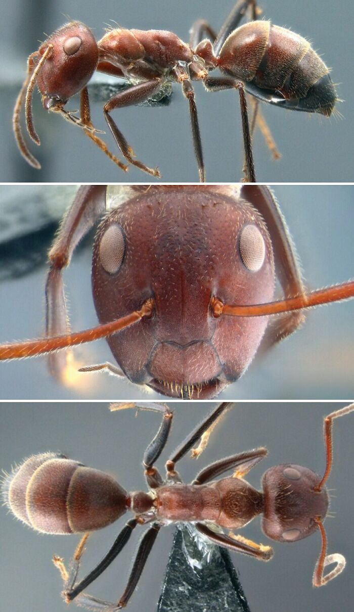 Exploding Ants That Self-Destruct (Yup, Really)
