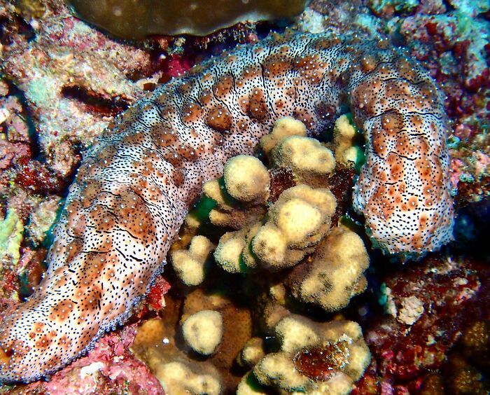 Sea Cucumbers That Eject Their Insides
