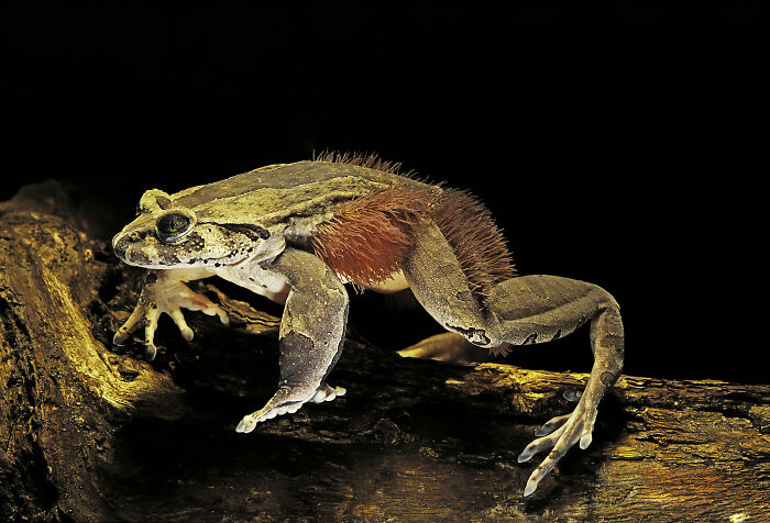 Hairy Frog’s Freaky Claws