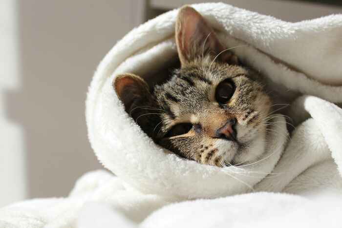 51 Wildly Human Things Pets Have Done That Totally Blew Our Minds
