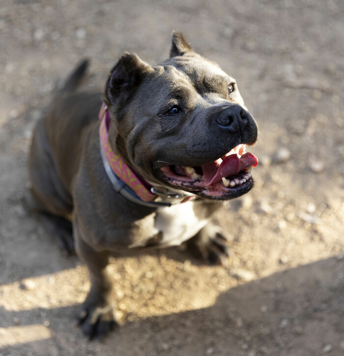 51 Wildly Human Things Pets Have Done That Totally Blew Our Minds