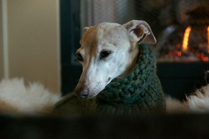 51 Wildly Human Things Pets Have Done That Totally Blew Our Minds