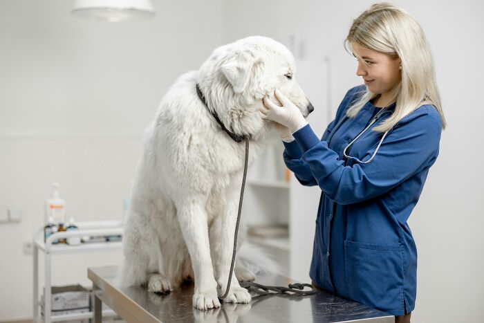 51 Wildly Human Things Pets Have Done That Totally Blew Our Minds