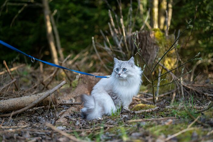 51 Wildly Human Things Pets Have Done That Totally Blew Our Minds