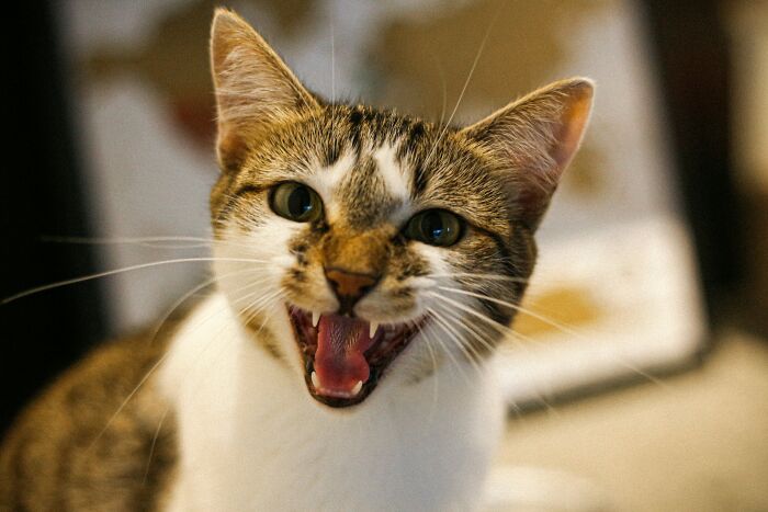 51 Wildly Human Things Pets Have Done That Totally Blew Our Minds
