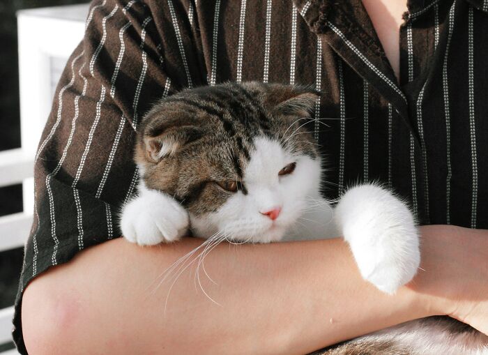 51 Wildly Human Things Pets Have Done That Totally Blew Our Minds