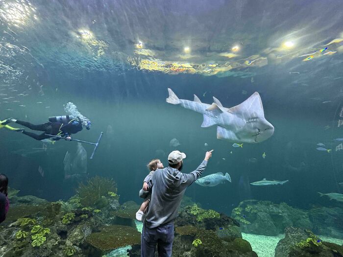 First Birthday Aquarium Trip: Memories Made