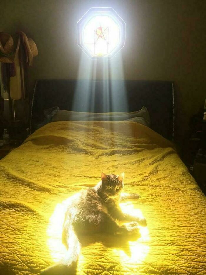 Cat Bathed In Light