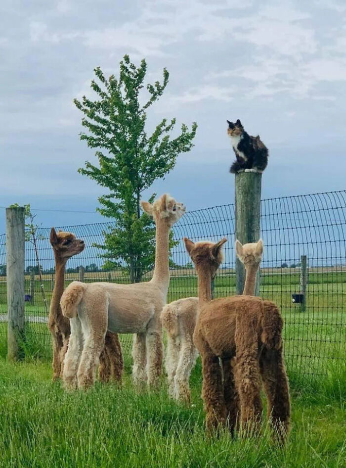 "Friends, Romans, Countrymen, Lend Me Your Ears"
