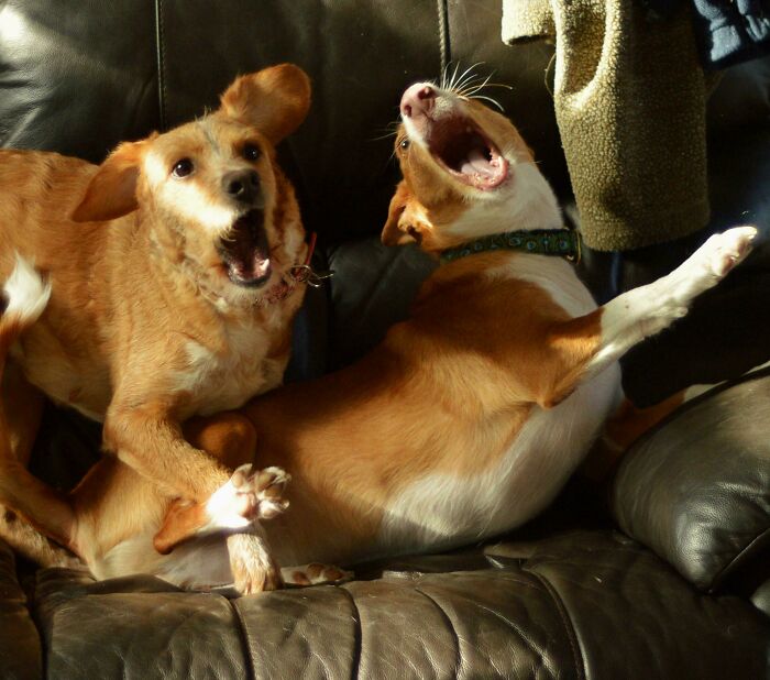The Revellers