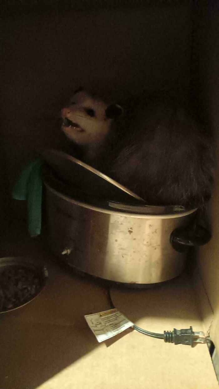 Opulent Opposum