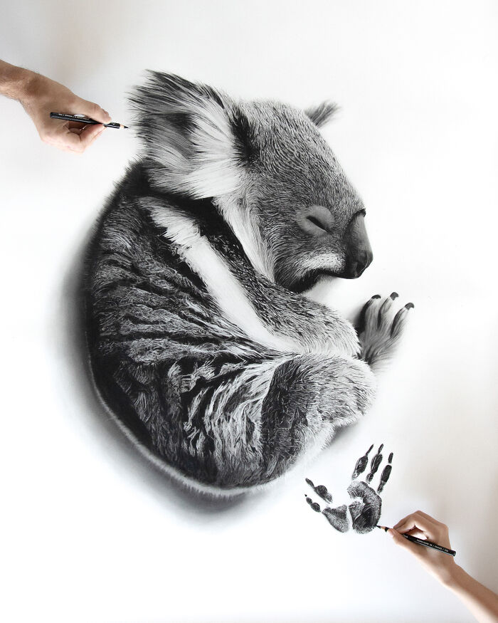 Baby Paws, Koala