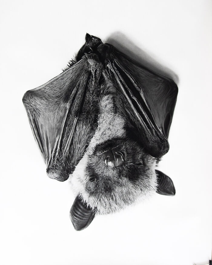 Little Bat