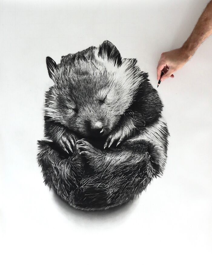 Baby Paws, Wombat