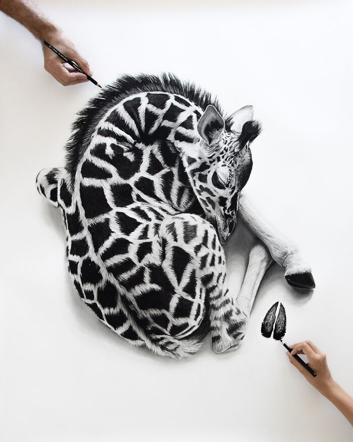 Baby Paws, Giraffe