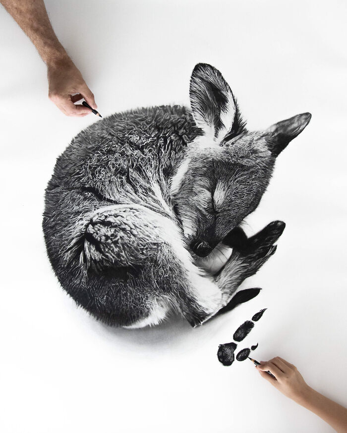 Baby Paws, Wallaby
