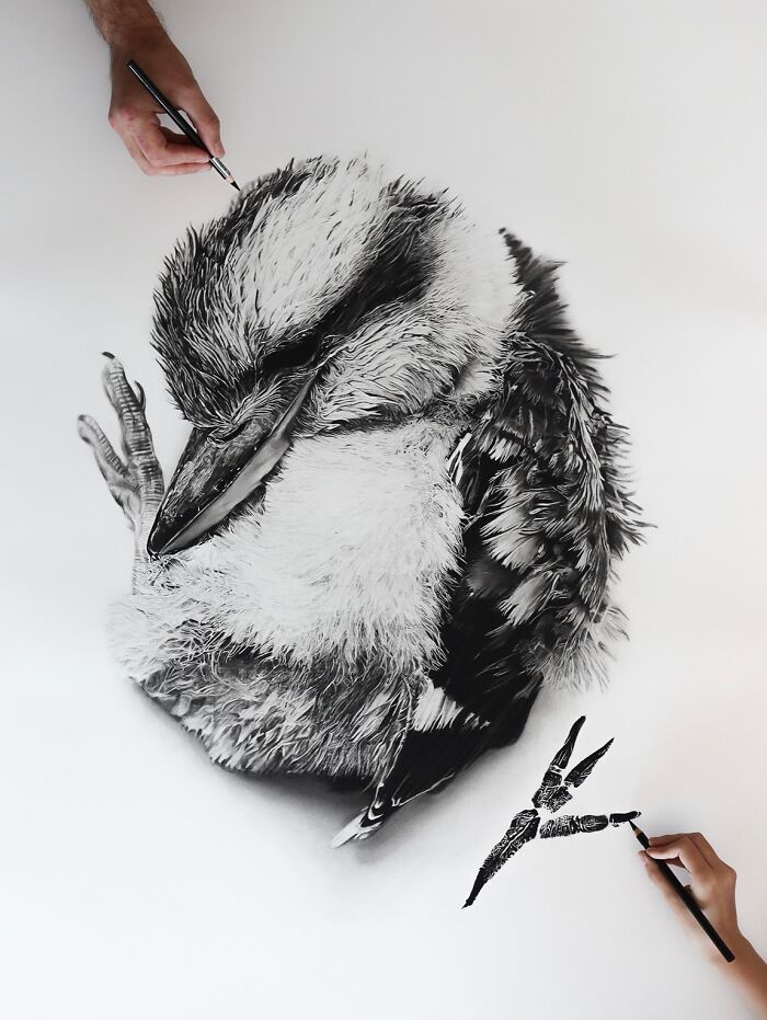 Baby Paws, Kookaburra