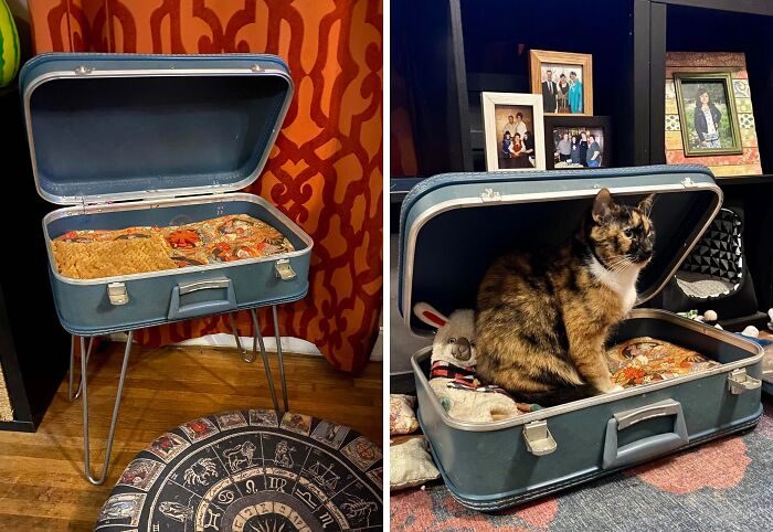 Made An Old Suitcase Into A Cozy Cat Bed