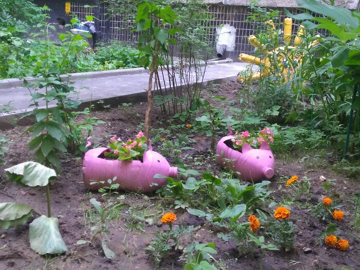 "Piggy" The Flowerpot Made From A Plastic Bottle