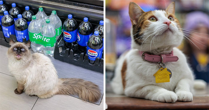 Meet New York’s Coolest Bodega Cats and Their Wild Stories