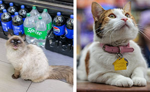 Meet New York’s Coolest Bodega Cats and Their Wild Stories
