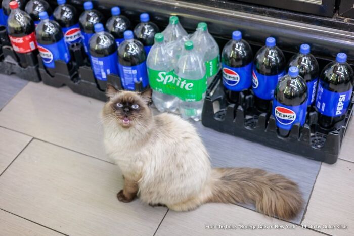 Tony: The Refrigerator Nap King