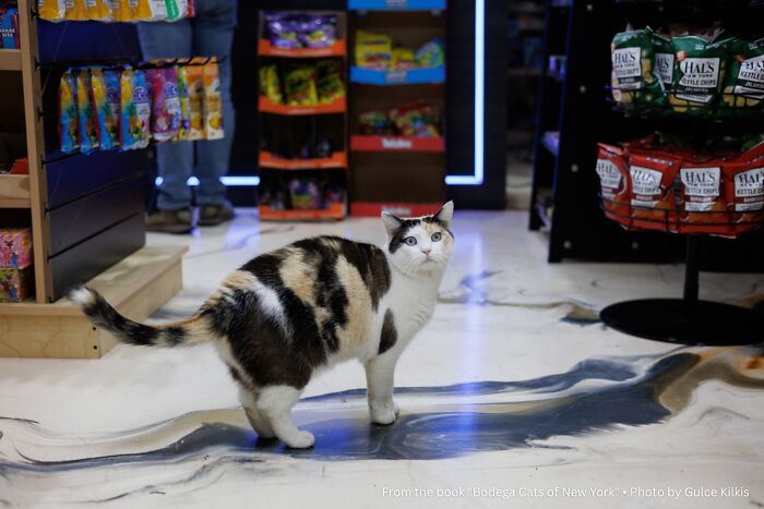 Layla: The Mouse Slayer with a Floor Match