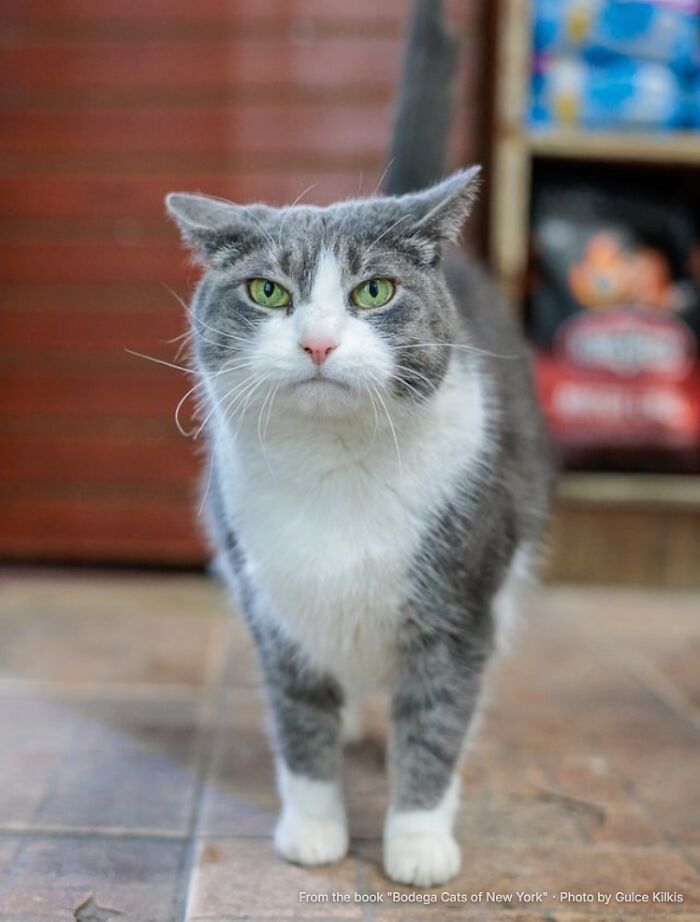 Kiki: The ATM Bouncer