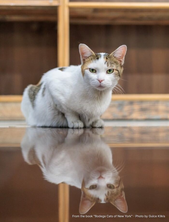 Delilah: The Daily Detour