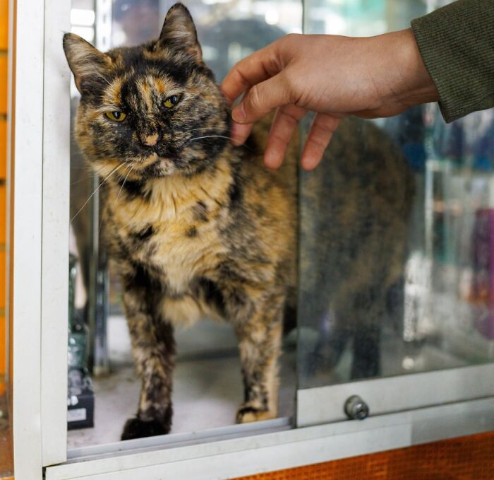 Tiger/Julia: The Cat with Many Names