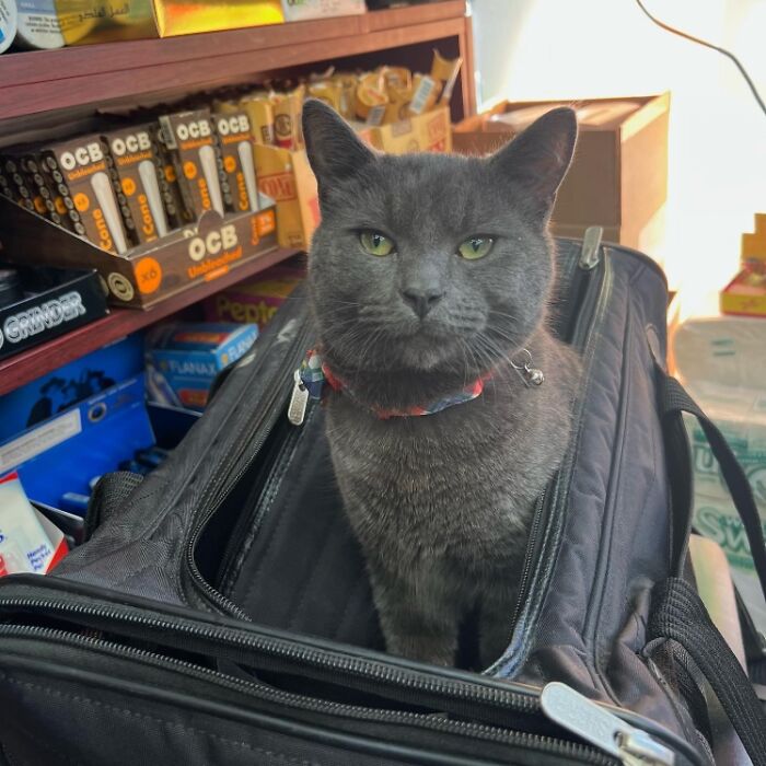 Boka: The Kidnapped Russian Blue Who Made a Comeback